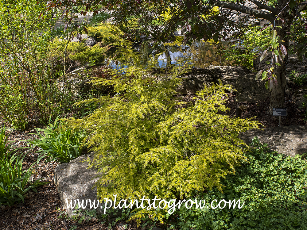 Golden Duchess Canadian Hemlock (Tsuga canadensis) 
Early spring (April 24)